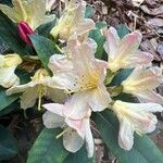 Rhododendron yakushimanum फूल