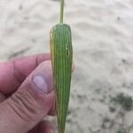 Echinochloa crus-galli পাতা