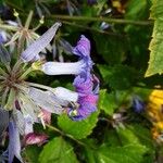 Clematis heracleifolia ᱵᱟᱦᱟ