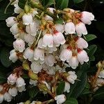 Vaccinium vitis-idaea Kwiat