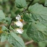 Solanum villosumപുഷ്പം