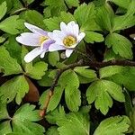 Anemone blanda Flor