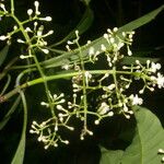 Chrysochlamys glauca Hoja