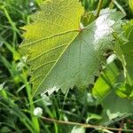 Vitis riparia Fuelha