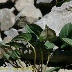 Dioscorea pyrenaica Other
