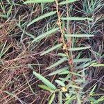 Chamaecrista mimosoides Hábito