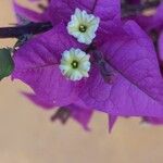 Bougainvillea spp. Flor