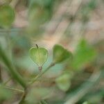 Noccaea caerulescens Gyümölcs