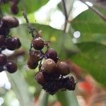 Pimenta dioica Fruit