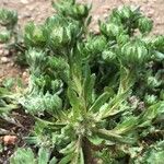 Filago pyramidata Maua