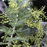 Acacia baileyana Lorea