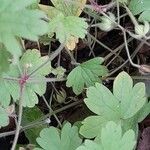 Geranium rotundifolium Frunză