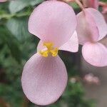 Begonia cardiocarpa Λουλούδι