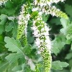 Mentha spicata Цветок