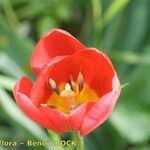 Tulipa mauriana Blomma