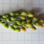 Panicum miliaceum Fruto