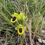 Ophrys luteaCvet