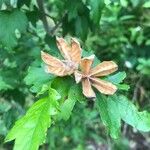 Hibiscus syriacusKvet