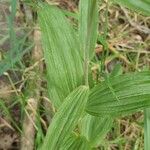 Epipactis helleborineبرگ