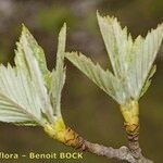 Karpatiosorbus remensis Hoja