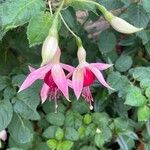 Fuchsia × standishii Çiçek