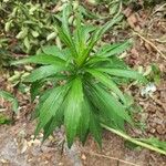 Solidago altissima পাতা