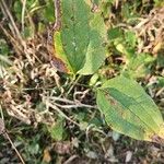 Smilax tamnoides Blatt