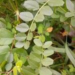 Vicia sepium Leaf