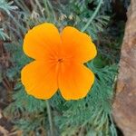 Eschscholzia caespitosa Virág