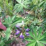 Lupinus polyphyllus പുഷ്പം