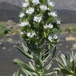 Echium decaisnei Blüte