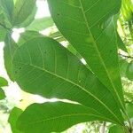 Anacardium excelsum List