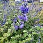 Caryopteris × clandonensis Çiçek