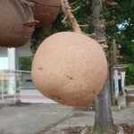 Couroupita guianensis Fruit