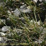 Carex glacialis Habitus