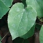 Epimedium perralderianum Blad