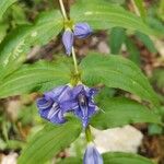 Gentiana asclepiadea花