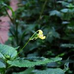 Impatiens parvifloraFlors