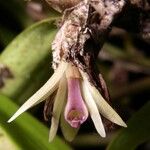 Scaphyglottis bilineata Flower
