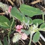 Indigofera volkensii Fuelha