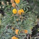 Acacia farnesiana برگ