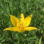 Tulipa sylvestris Žiedas