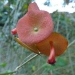 Karomia speciosa Flower