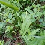 Turritis brassica Leaf