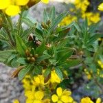 Erysimum sylvestre Blad