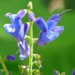 Salvia cacaliifolia Кветка