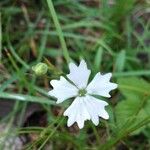 Heliosperma pusillum Flower