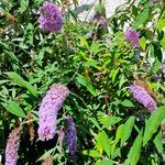 Buddleja davidii花