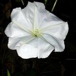 Ipomoea alba Λουλούδι