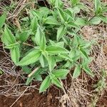 Aspilia mossambicensis Hoja